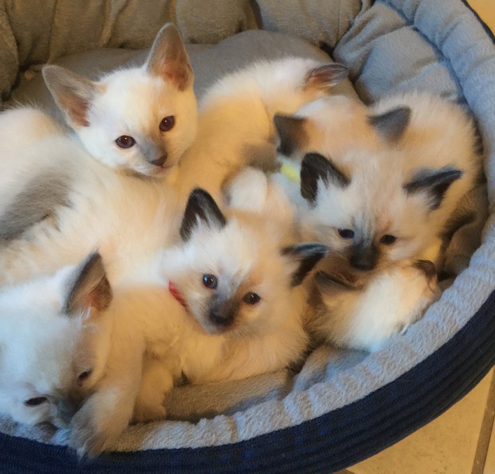blue seal point siamese kittens for sale